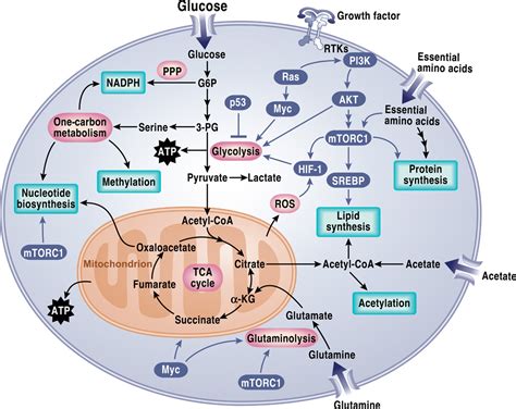 acetate metabolism cancer cells madurai Epub